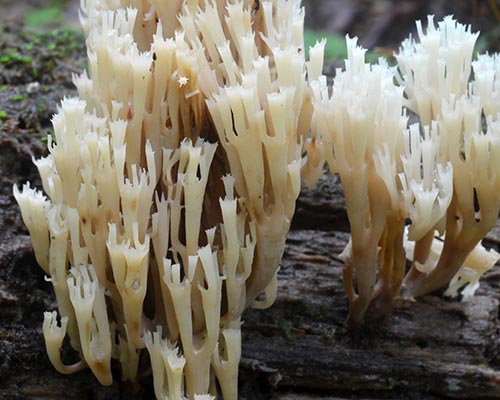 Crown-tipped coral